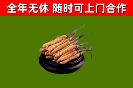 白玉烟酒回收冬虫夏草.jpg