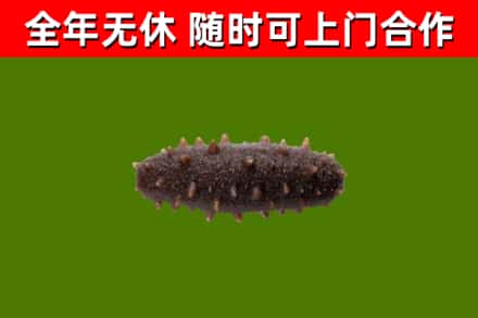 白玉烟酒回收干海参.jpg